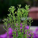 Attēlu rezultāti vaicājumam “Lactuca sativa flower”