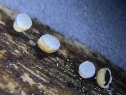 Attēlu rezultāti vaicājumam “Craterium minutum macro”