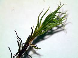 Attēlu rezultāti vaicājumam “Polytrichum commune”