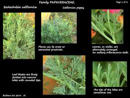 Attēlu rezultāti vaicājumam “Eschscholzia californica leaf”