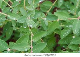 Attēlu rezultāti vaicājumam “Lonicera caerulea var. pallasii leaf”