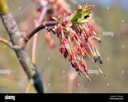 Attēlu rezultāti vaicājumam “Acer negundo bud”