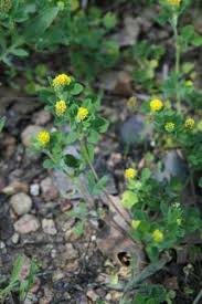 Attēlu rezultāti vaicājumam “Trifolium aureum leaf”