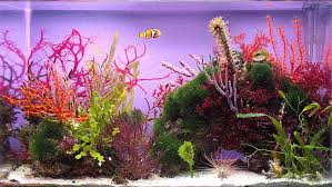 Attēlu rezultāti vaicājumam “Conardia compacta macro”