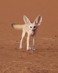 Attēlu rezultāti vaicājumam “Vulpes zerda”