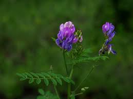 Attēlu rezultāti vaicājumam “Astragalus danicus flower”