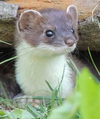 Attēlu rezultāti vaicājumam “Mustela erminea adult”