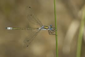 Attēlu rezultāti vaicājumam “Lestes dryas”