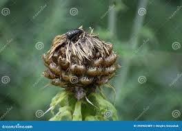 Attēlu rezultāti vaicājumam “Centaurea scabiosa bud”
