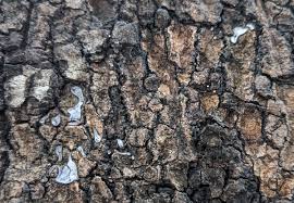 Attēlu rezultāti vaicājumam “Badhamiopsis sp.”