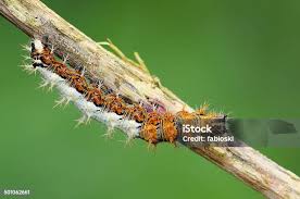 Attēlu rezultāti vaicājumam “Polygonia c-album larva”