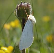 Attēlu rezultāti vaicājumam “Hepialus humuli male”