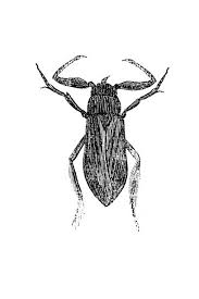 Attēlu rezultāti vaicājumam “Nepa cinerea imago”