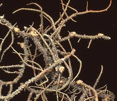 Attēlu rezultāti vaicājumam “Biatoropsis usnearum”