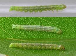 Attēlu rezultāti vaicājumam “Apotomis betuletana”