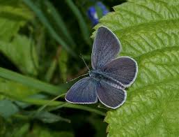 Attēlu rezultāti vaicājumam “Cupido minimus underside”