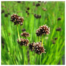 Attēlu rezultāti vaicājumam “Juncus inflexus bud”