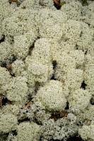 Attēlu rezultāti vaicājumam “Cladonia stellaris”