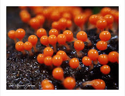 Attēlu rezultāti vaicājumam “Trichia decipiens”