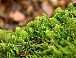 Attēlu rezultāti vaicājumam “Ptilium crista-castrensis”