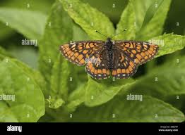 Attēlu rezultāti vaicājumam “Euphydryas maturna larva”