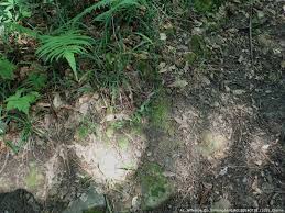 Attēlu rezultāti vaicājumam “Dicranella staphylina cells”