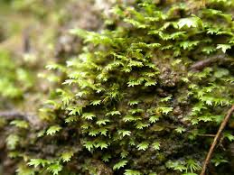 Attēlu rezultāti vaicājumam “Fissidens pusillus sporophyte”