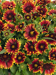 Image result for Gaillardia