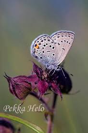 Attēlu rezultāti vaicājumam “Vacciniina optilete”