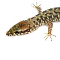 Attēlu rezultāti vaicājumam “Lycogala convexum sessile”