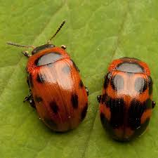 Attēlu rezultāti vaicājumam “Gonioctena viminalis”