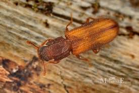 Attēlu rezultāti vaicājumam “Bitoma crenata”