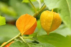 Attēlu rezultāti vaicājumam “Physalis alkekengi flower”