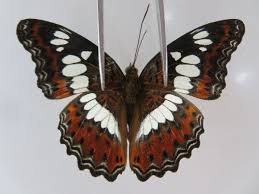 Attēlu rezultāti vaicājumam “Nymphalidae”