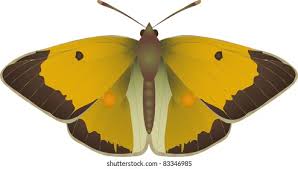 Attēlu rezultāti vaicājumam “Colias croceus”