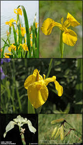 Attēlu rezultāti vaicājumam “Iris pseudacorus flower”