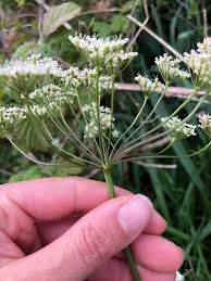 Attēlu rezultāti vaicājumam “Pimpinella saxifraga leaf”