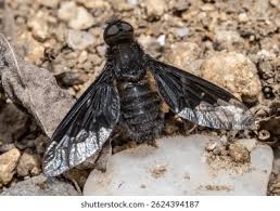 Attēlu rezultāti vaicājumam “Hemipenthes morio”