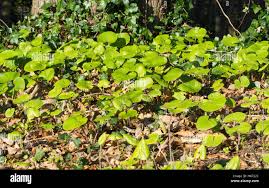 Attēlu rezultāti vaicājumam “Caltha palustris leaf”
