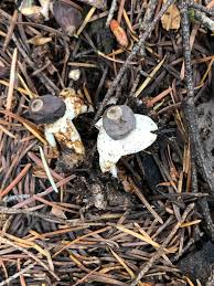 Attēlu rezultāti vaicājumam “Geastrum quadrifidum”