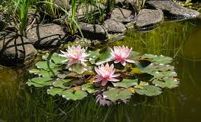 「シア・ハス」の画像検索結果