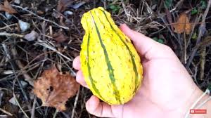 Attēlu rezultāti vaicājumam “Cucurbita pepo fruit”