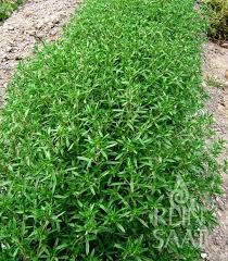 Image result for Bohnenkraut