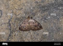 Attēlu rezultāti vaicājumam “Triphosa dubitata”