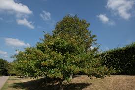 Attēlu rezultāti vaicājumam “Crataegus persimilis”