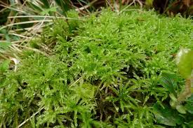 Attēlu rezultāti vaicājumam “Bryales”