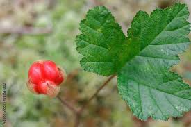 Attēlu rezultāti vaicājumam “Rubus chamaemorus leaf”