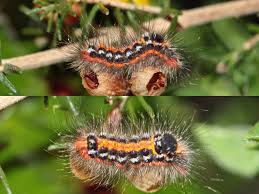 Attēlu rezultāti vaicājumam “Euproctis similis imago”