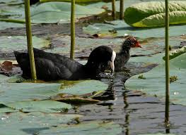 Attēlu rezultāti vaicājumam “Fulica atra adult”
