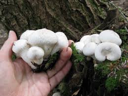 Attēlu rezultāti vaicājumam “Lycoperdon perlatum”